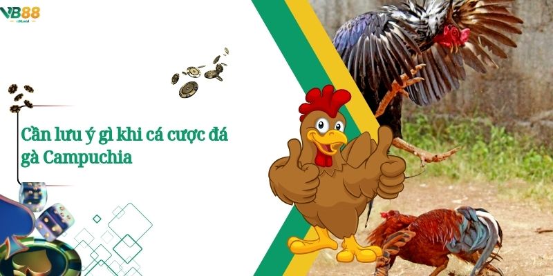 Xem Đá Gà Campuchia Trực Tuyến – Trận Đấu Nảy Lửa Chỉ Có Tại VB88 4 Cần lưu ý gì khi cá cược đá gà Campuchia